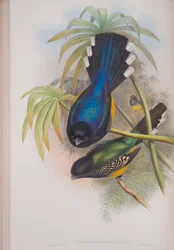 Trogon Melanocephalus, płyta z The Birds of Great Britain autorstwa Johna Goulda, wydana w latach 1862-73 (litografia ręcznie kolorowana)